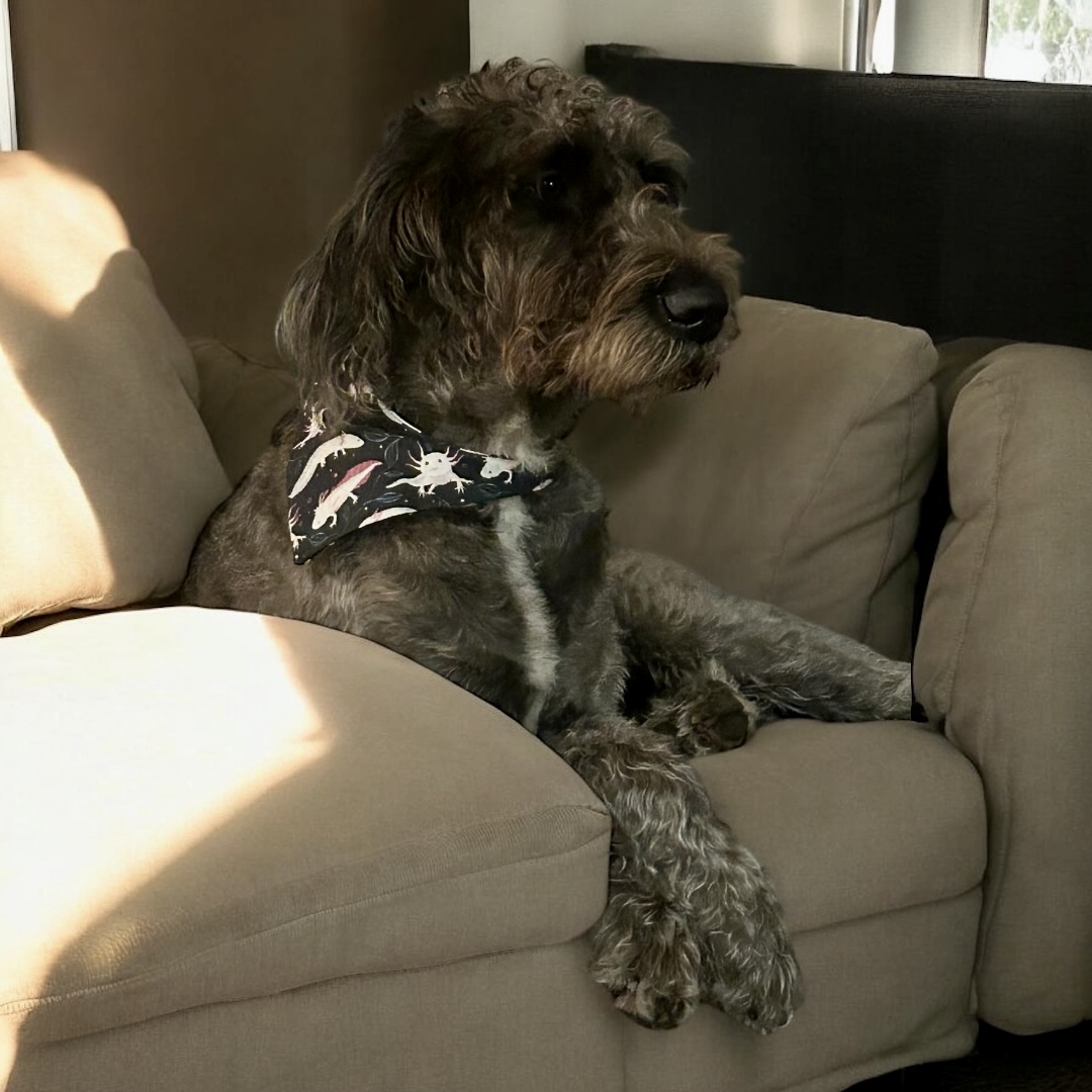 Axolotl Club collection