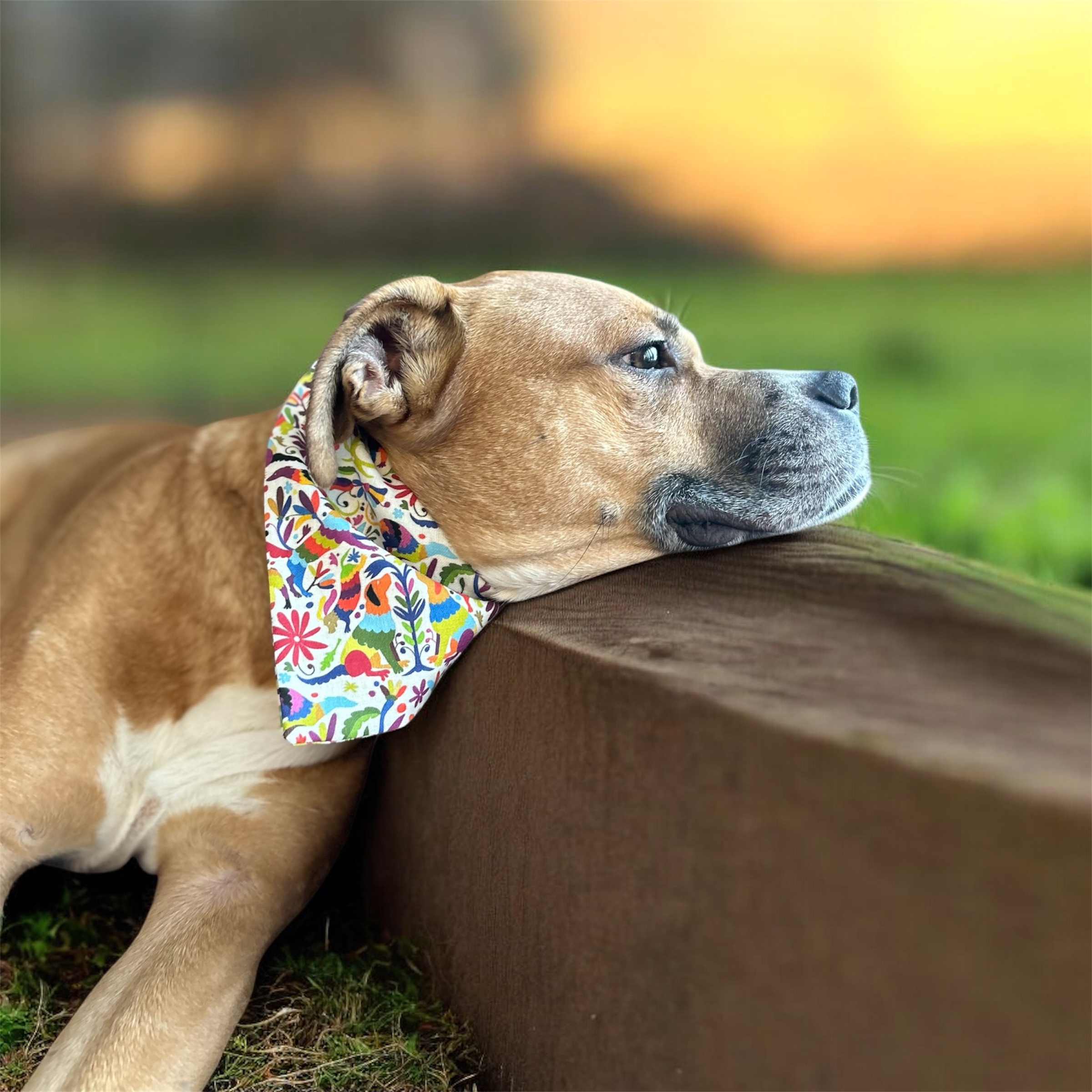 Dog wearing a Chewla bandana